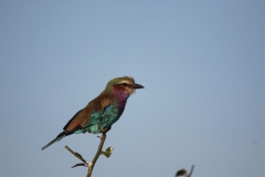 Mikumi National Park 13
