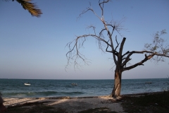 Pingwe, Zanzibar 2